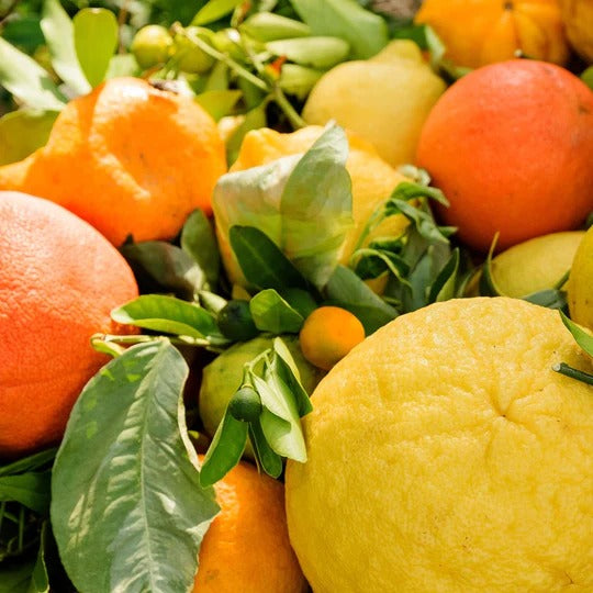 Citrus Notes