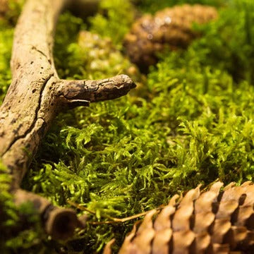 Mossy Woods