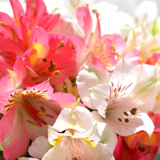 Soft Florals