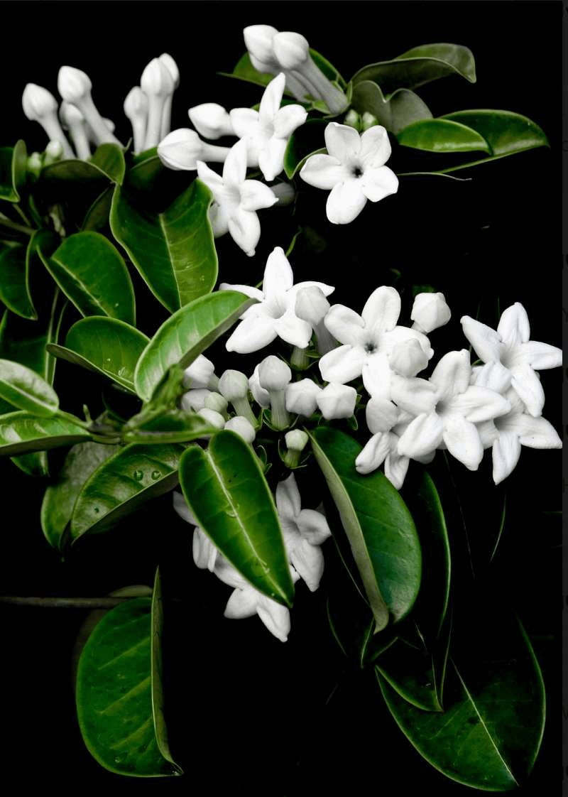 Madagascan Jasmine - Grandiflora - INDIEHOUSE modern fragrances