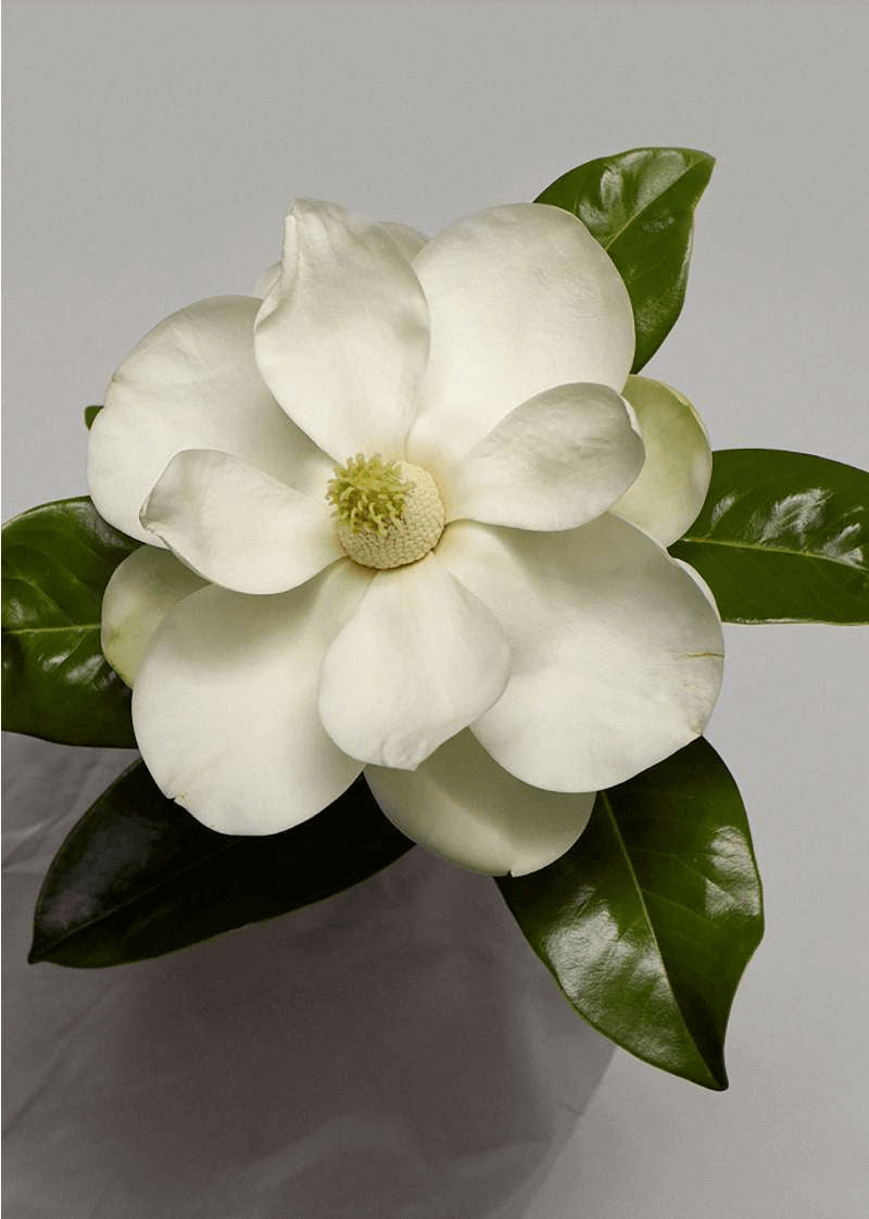 Magnolia Sandrine - Grandiflora - INDIEHOUSE modern fragrances