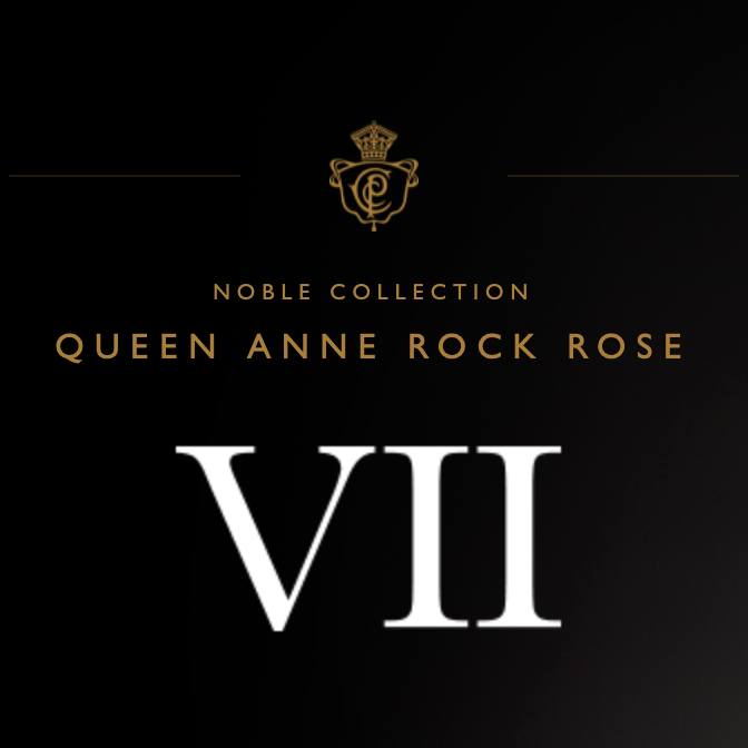 Nobile VII Rock Rose