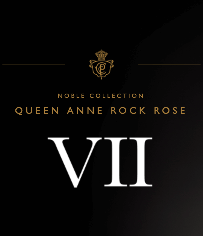 Nobile VII Rock Rose